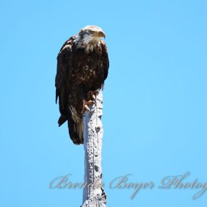 Monarch of the sky
