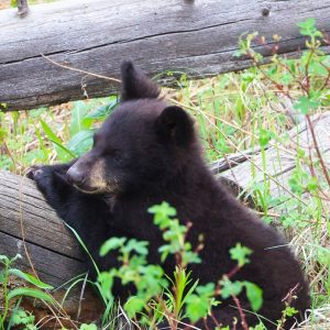 Over the log