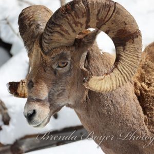 Ram tougher