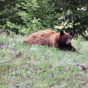 Resting beneath the pines