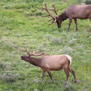 The calm before the rut