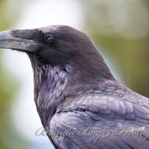 The observer