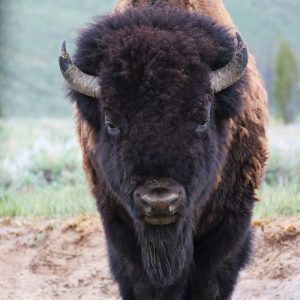 The titan of yellowstone