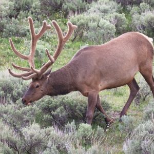 Wild nobility