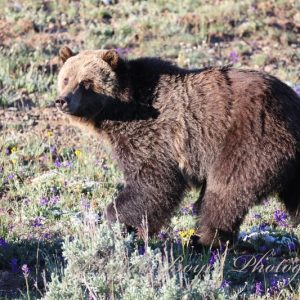 Wildflower king