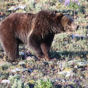 Wildflower wanderer