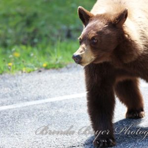 Yellowstone cinnamon