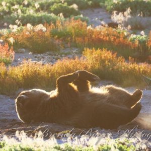 Yellowstone grizzly sunrise
