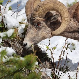 Yellowstone royalty