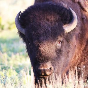 Yellowstone sentinel