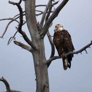 Young perch of power