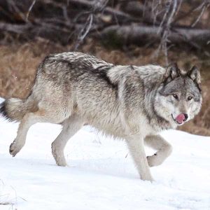 Wolves
